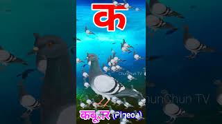 Ka se Kabutar Pigeon means Kabutar trending shorts viral [upl. by Dagny114]