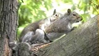 Cute Squirrels In Love [upl. by Anitsuj]