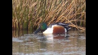 Northern Shoveler [upl. by Chainey719]