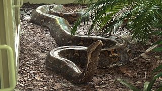 Giant 19 Foot 200 Pound Reticulated Python at Naples Zoo [upl. by Souvaine]