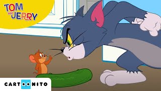 Tom și Jerry  Castravetofobia  Cartoonito [upl. by Ihc]