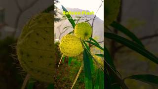 Balloon Plant गोम्फोकार्पस Natures Unique Cotton Pods plant nature plantlovers [upl. by Leakcim]