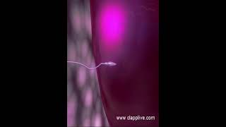 Fertilization process 14 how ovum block sperms entering in to it 3D Animation [upl. by Harv]