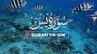 Best Surah Yaseen Yasin سورۃ یس  Beautiful Voice Heart Touching Quran  Quran Zikr [upl. by Nnylak536]