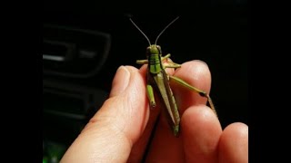 곤충탐구21메뚜기Orthoptera [upl. by Audi]