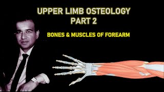 UPPER LIMB OSTEOLOGY PART II FOREARM BONES AND MUSCLES [upl. by Binky]