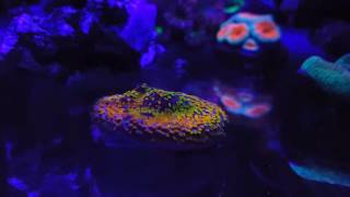 rainbow montipora [upl. by Nevet392]