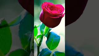 Ye duwa hai mere rab se trending flowers nature viral short video [upl. by Jermyn396]