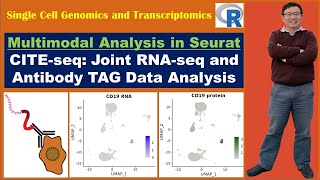 Multimodal Analysis in Seurat Joint RNAseq and Antibody TAG CITEseq Analysis [upl. by Javler]