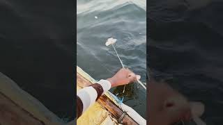 fishing fiish beachfishing fish filefish carpfishing fihing carp fiahing videogama [upl. by Pohsib598]