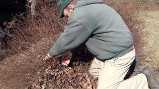 Renewal Pruning Spirea  Taming the Monster [upl. by Maxa]