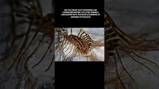 The Giant Centipede Omukade  BiteSize Monsters  Spooky Lore [upl. by Buell]