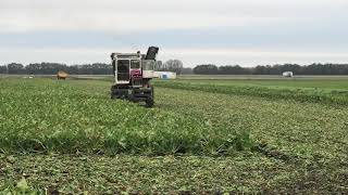 Sugar beet harvesting [upl. by Aenel]