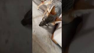 Preciosos hijos feroces🐾🐺 animals mapache zorro dankiwii [upl. by Neveda133]