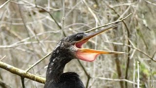 Anhinga Calling FYV [upl. by Sellers685]