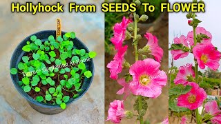 Hollyhock From Seeds To Flower How To Grow [upl. by Ettenuj536]