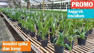 PROMO ANGGREK ONCYDIUM SPIKE DAN KNOP [upl. by Apollus]