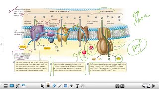 Glycolysis to Oxidative Phosphorylation in one shot Mega Revision  Last MarathonConcepts amp Tricks [upl. by Ikir]