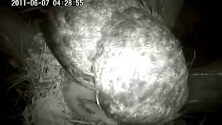 Greathorned Owl gets Redshouldered Hawk nestlings [upl. by Toland]