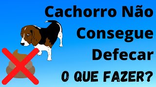 Cachorro não Consegue Defecar 5 Formas Naturais para Ajudar [upl. by Dleifxam932]