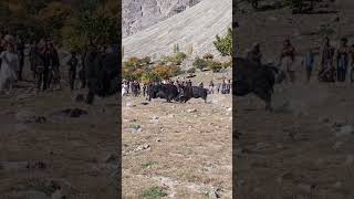 Tibbat Baltistan yak fight yakfight tibbat yakfighting horse [upl. by Georglana30]