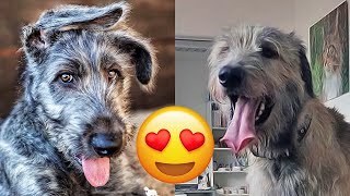 Irish Wolfhound — Cute And Funny Videos And Tik Toks Compilation [upl. by Faulkner]