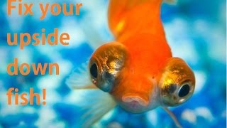 Fix an upside down goldfish Swim bladder [upl. by Emmott]