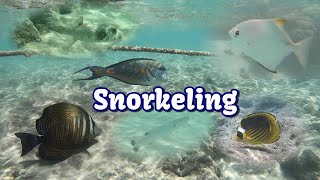 Snorkeling  Brayka Bay Resort  Marsa Alam Egipt 4k [upl. by Arah127]