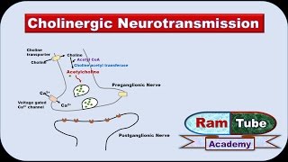 Cholinergic Neurotransmission made easy with animation Pharmacology [upl. by Hteboj]