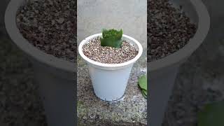 The best method to propagate Christmas Cactus garden christmascactus [upl. by Nipahc522]