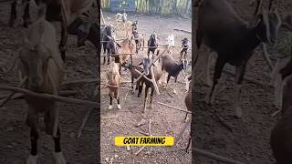 Bakri Farming shorts viralvideo tanweer goatfarm [upl. by Nref]