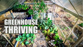 My unheated greenhouse is thriving in late winter [upl. by Michelina]