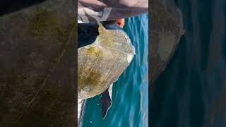 Turtle Full Of Parasites Gets Rescued Shorts [upl. by Kenric]