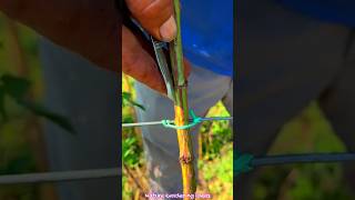 Grafting Technique On Rose Plant gardeninggrafting rose plant shorts shortvideo [upl. by Berri737]