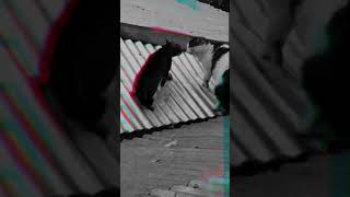 pelea de gatos vecinos techo [upl. by Memberg805]