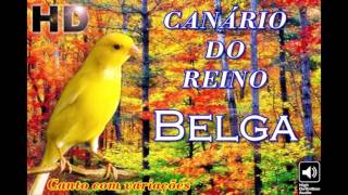 Canario do Reino Belga puro canto clássico para treinamento de filhotes [upl. by Notrom]