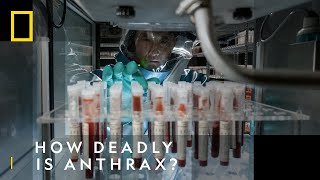 Anthrax How Deadly Is It  The Hot Zone Anthrax  National Geographic UK [upl. by Duwad311]