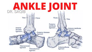 Ankle Joint Anatomy [upl. by Amalburga749]