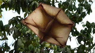 Colugo What Kind of Mammal is This [upl. by Adahsar]