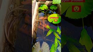 Problem in fish breeding 😮 gardening ideas agriculture variety fishing fancy fish shorts [upl. by Briano]