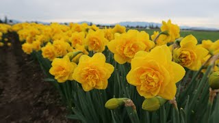 Tale of the NarcissusDaffodil  Origin Myth Symbolism Beliefs Fun Facts and Care Tips [upl. by Bittencourt]