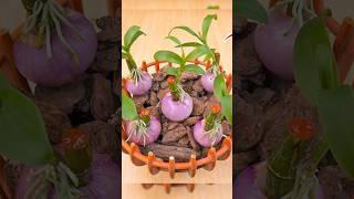 Summary of tips to propagate orchids with aloe not everyone knows [upl. by Ruzich414]