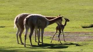 Baby vicuña takes first steps at Kolmården Zoo [upl. by Adnilrem]