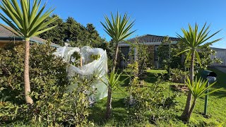 Front yard Tour mid of winter Melbourne 🇦🇺🥶 [upl. by Dlareg]