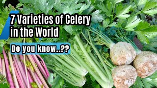 7 Varieties of Celery in the World [upl. by Primaveria]