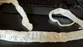 SNAKE SHED TIPS [upl. by Ayila]