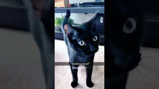 Funny pet 2024 🤣catnip Funny cats videos 😺😂11 [upl. by Ewall731]