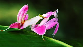 10 Mantis Religiosas Más Hermosas del Mundo que Debes VER [upl. by Eliathas]