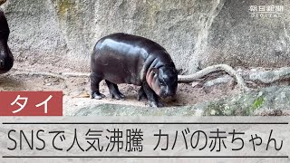 タイの動物園で生まれたコビトカバの赤ちゃん SNSで世界的な人気者に [upl. by Drhcir908]