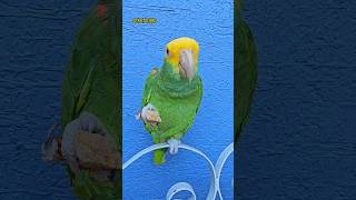 Fito Comiendo Pan Integral ❤️ Loro Que Habla Shorts parrot animals amor mascotas pets viral [upl. by Eiser]